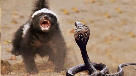 Honey Badger Caughts And Eats Snake & Vs Cobra Python Snake Vs Honey Badger - Battle In The ...