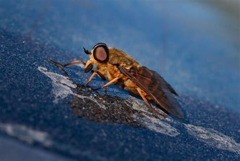 Premium Photo | Close-up of horsefly on blue background