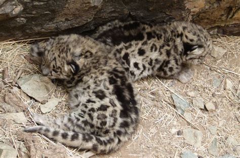 7 Essential Facts About Snow Leopard Cubs - Snow Leopard Trust