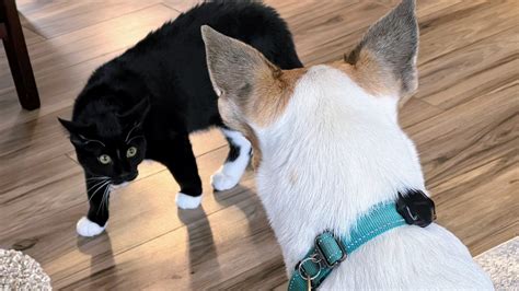 Dog Meets Cat: Steps for a Smooth Introduction and Coexistence