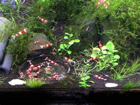 shrimp & 5 gallon tank - The Planted Tank Forum