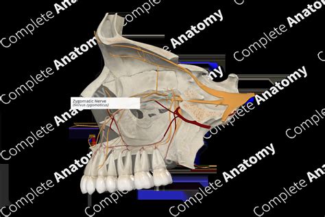 Zygomatic Nerve | Complete Anatomy