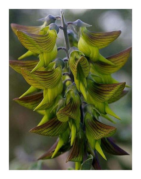 This Unusual Green Birdflower Plant Grows Hummingbird-Shaped Flowers