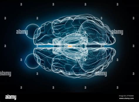 Interthalamic adhesion x-ray superior or top view 3D rendering illustration. Human brain and ...