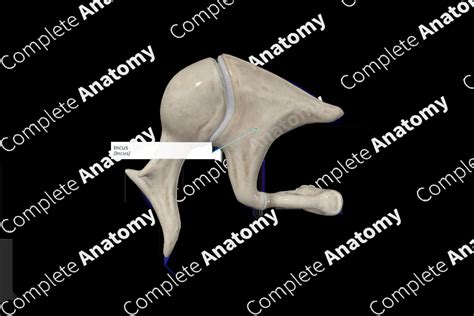 Incus | Complete Anatomy