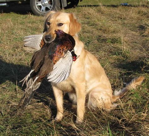 Golden Retriever Hunting Dogs | PETSIDI