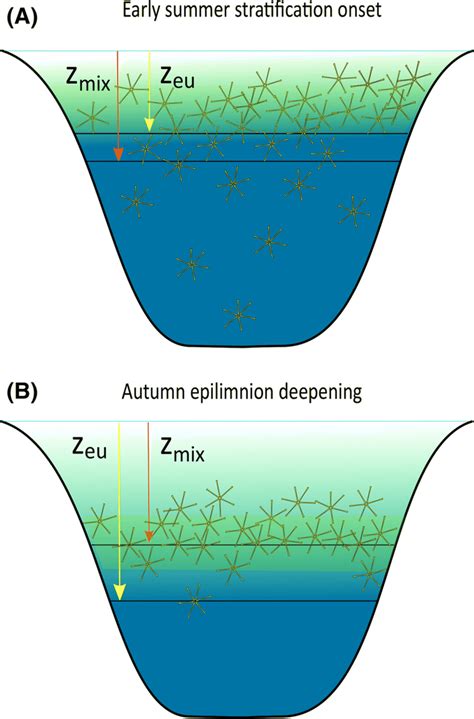 Effect of lake stratification on phytoplankton distribution. A Early... | Download Scientific ...