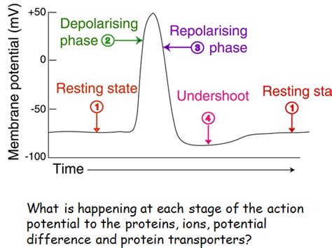 Resting potential | Teaching Resources