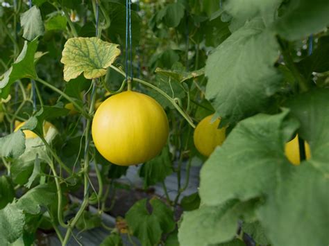 How To Grow Honeydew Melons - Growing And Harvesting Honeydew Melons