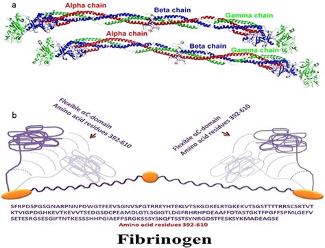 Crystal structure of fibrinogen (crystal structure was used... - Figure 6 of 7