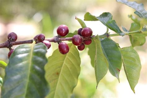 Trees Patio, Lawn & Garden House Plant coffea Arabica Nana Coffee Plant Grow Your own Coffee ...
