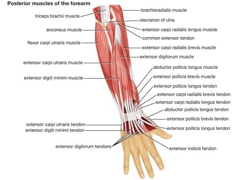 Arm | Definition, Bones, Muscles, & Facts | Britannica