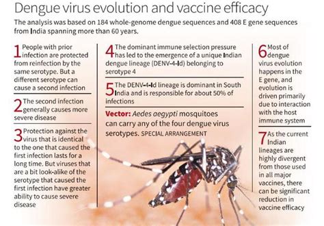 New study reveals impact of prior infections on dengue virus evolution in India - The Hindu