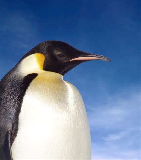 Emperor Penguin Facts for Kids | Penguins Information