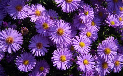 Make Your Garden Enchanting with the Beauty of Purple Flowers