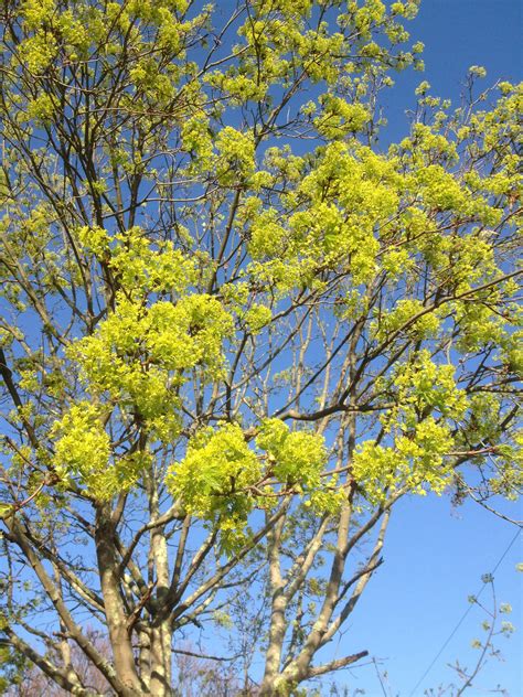 Love to see the budding trees | Beach gardens, Garden, Spring