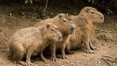 Cute Capybara Wallpapers - Top Free Cute Capybara Backgrounds - WallpaperAccess