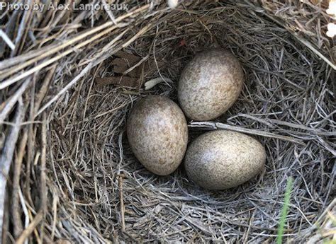 Horned Lark - East Cascades Audubon Society