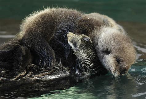 Names for Seattle's baby sea otter will be up for voting next week | KNKX