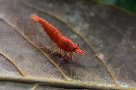 Do You Need A Filter For Shrimp Tank? - Aqua Global