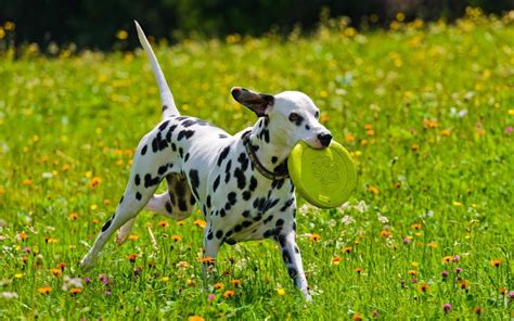 🔥 [40+] Dalmatian Spots Wallpapers | WallpaperSafari