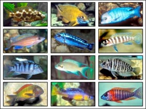 African Cichlids, Meet the world record breakers!