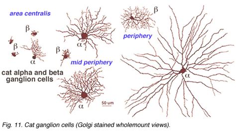 Morphology and Circuitry of Ganglion Cells by Helga Kolb – Webvision