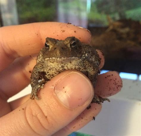 Tips for Raising Baby Toads - Toadschooled