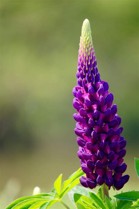 Purple Lupine Flower // slumberous-stills - Pervasive Perspectives