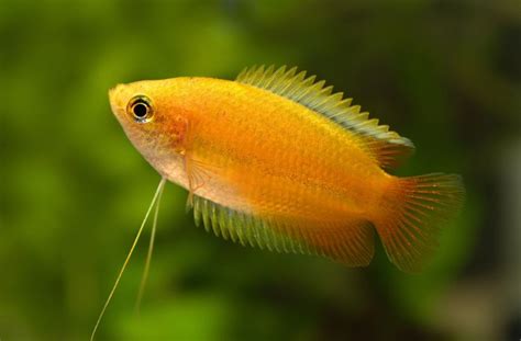 Honey Gourami: Info with Care Details and Pictures