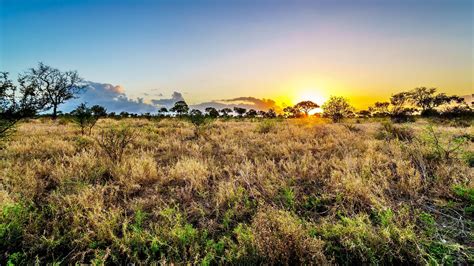 What Plants Grow In Grasslands? - WorldAtlas