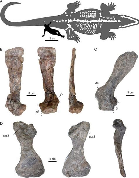 Giant prehistoric caiman had extra hip bone to carry its weight - BBC News