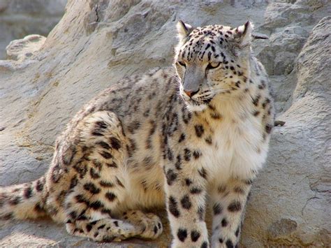 Why Are Snow Leopards Endangered | Top 4 Reasons Small Wild Cats, Large Cats, Big Cats, Snow ...