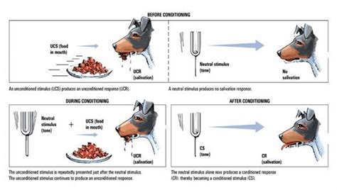 Which of the Following Is an Unconditioned Response