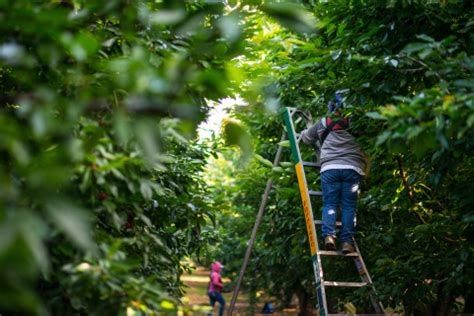 California Cherry Harvest Brings Hope, Health and Extra Precautions | Business Wire