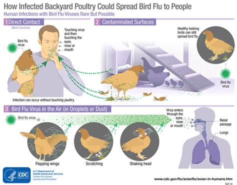 Guidelines for Avian Influenza Disease (Bird flu) - Agriculture Information Bank