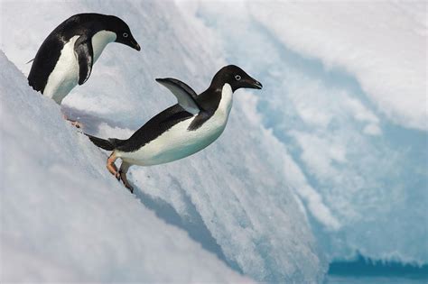 Adelie Penguin Jumping Off Iceberg, Paulet Island, Antarctica Photograph by Suzi Eszterhas ...