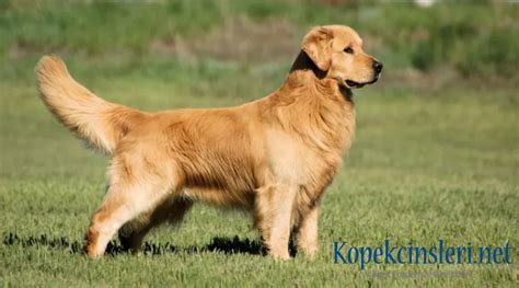 Golden Retriever Özellikleri Nasıl Köpektir? Bakımı Nasıl?