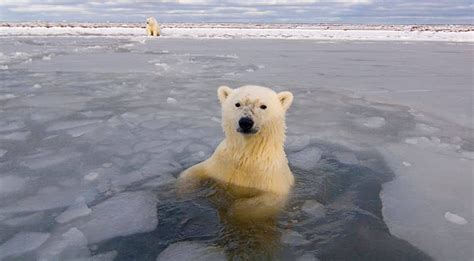 Canada Is Helping Save Endangered Arctic Animals By Opening Two New ...