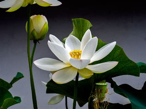 FROM THE GARDEN OF ZEN: Sacred lotus flower: Kencho-ji