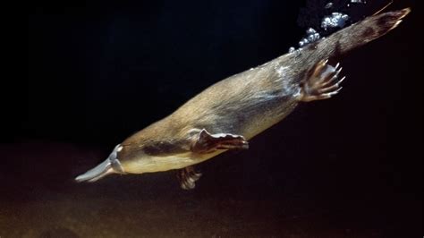 Duck Billed Platypus Habitat