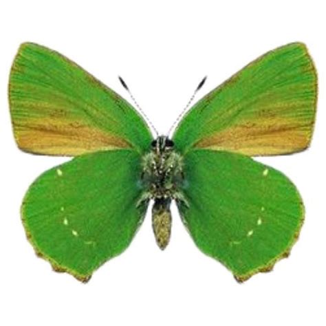 Sandia Marialis VERSO Green Hairstreak Butterfly Guatemala - Etsy