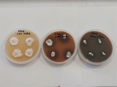 Testing the effects of tannin rich plant extracts on mycelium and contaminant growth - Mushroom ...