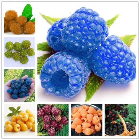 Aliexpress.com : Buy 300pcs Raspberry plants Mixed Colors Super Big Raspberry Fruit plants Rare ...