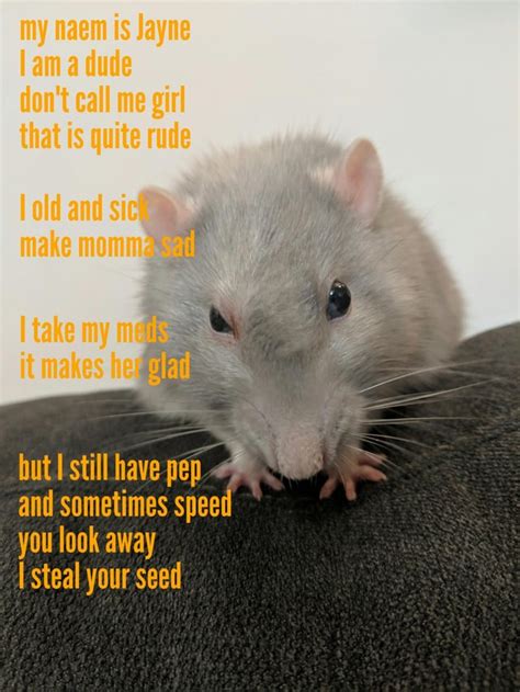 A Poem For Rat : RATS