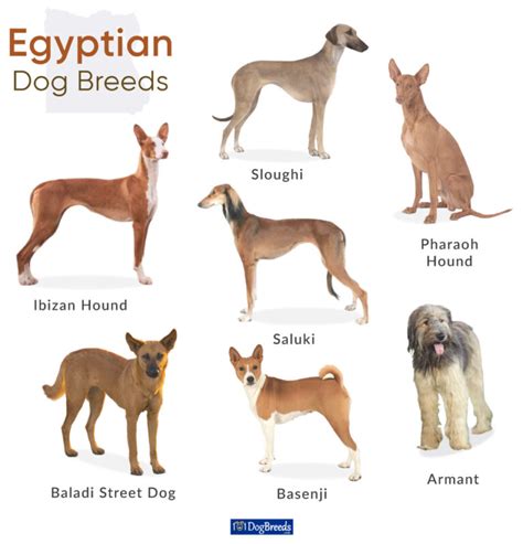 List of Egyptian Dog Breeds with Pictures