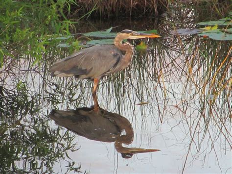 Cannundrums: Great Blue Heron