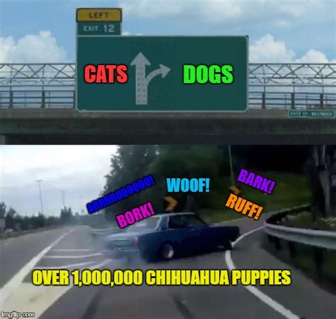 Chihuahuas barking in the car. - Imgflip