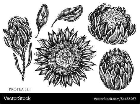 Set hand drawn black and white protea Royalty Free Vector