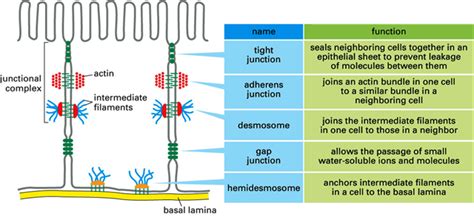 What Are The 3 Types Of Cell Junctions - Desmosomes - patch between ...